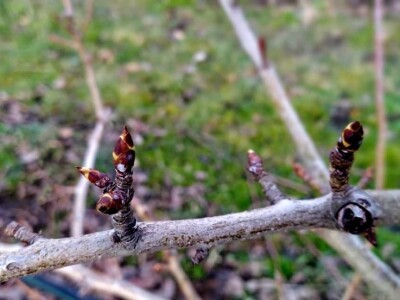 Voćnjak Milošević Voćnjak Milošević