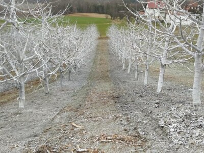 Voćnjak Milošević Voćnjak Milošević
