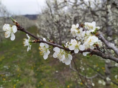 Voćnjak Milošević Voćnjak Milošević