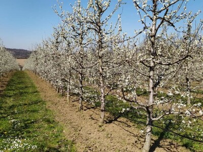 Voćnjak Milošević Voćnjak Milošević