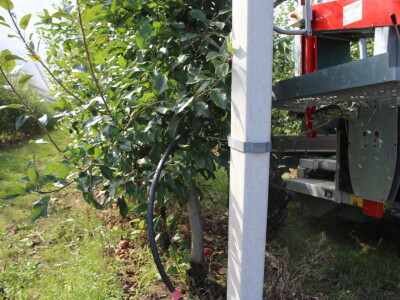 Voćnjak OPG-a Miroslava Kolića i PO Crovita Jarmina