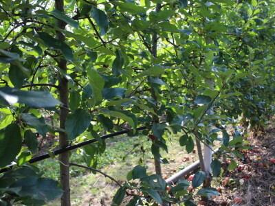 Voćnjak OPG-a Miroslava Kolića i PO Crovita Jarmina