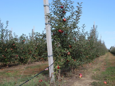 Voćnjak OPG-a Miroslava Kolića i PO Crovita Jarmina