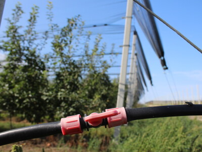 Voćnjak OPG-a Miroslava Kolića i PO Crovita Jarmina