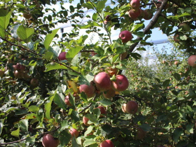 Voćnjak OPG-a Miroslava Kolića i PO Crovita Jarmina