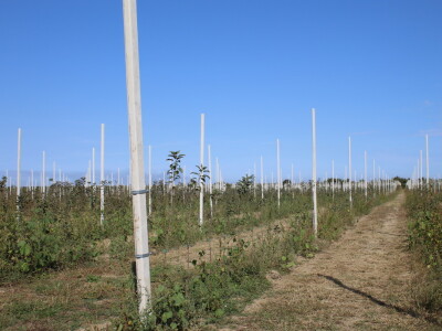 Voćnjak OPG-a Miroslava Kolića i PO Crovita Jarmina
