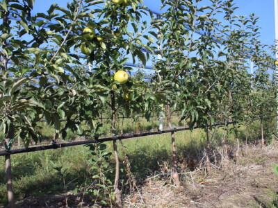 Voćnjak OPG-a Miroslava Kolića i PO Crovita Jarmina
