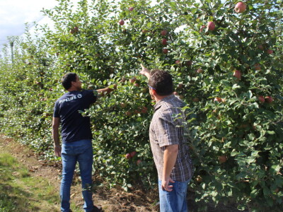 Voćnjak OPG-a Miroslava Kolića i PO Crovita Jarmina