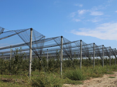 Voćnjak OPG-a Miroslava Kolića i PO Crovita Jarmina