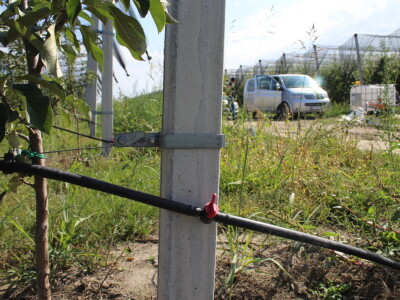 Voćnjak OPG-a Miroslava Kolića i PO Crovita Jarmina