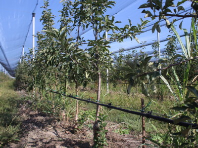 Voćnjak OPG-a Miroslava Kolića i PO Crovita Jarmina