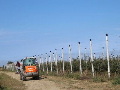 Voćnjak OPG-a Miroslava Kolića i PO Crovita Jarmina