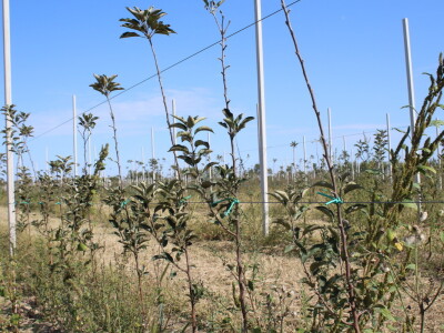 Voćnjak OPG-a Miroslava Kolića i PO Crovita Jarmina