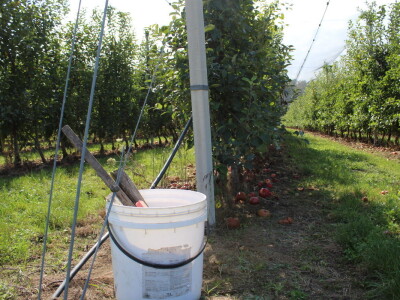 Voćnjak OPG-a Miroslava Kolića i PO Crovita Jarmina