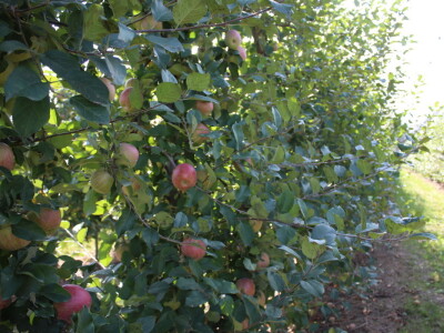 Voćnjak OPG-a Miroslava Kolića i PO Crovita Jarmina