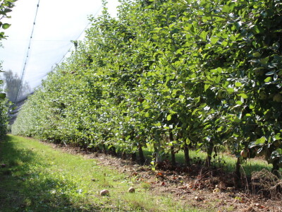 Voćnjak OPG-a Miroslava Kolića i PO Crovita Jarmina