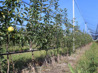 Voćnjak OPG-a Miroslava Kolića i PO Crovita Jarmina