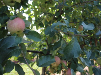 Voćnjak OPG-a Miroslava Kolića i PO Crovita Jarmina