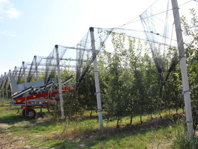 Voćnjak OPG-a Miroslava Kolića i PO Crovita Jarmina