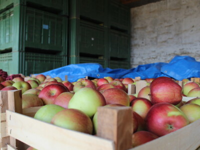 Voćnjak OPG-a Miroslava Kolića i PO Crovita Jarmina