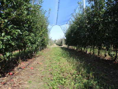 Voćnjak OPG-a Miroslava Kolića i PO Crovita Jarmina