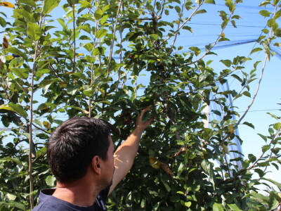 Voćnjak OPG-a Miroslava Kolića i PO Crovita Jarmina