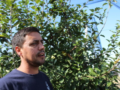 Voćnjak OPG-a Miroslava Kolića i PO Crovita Jarmina