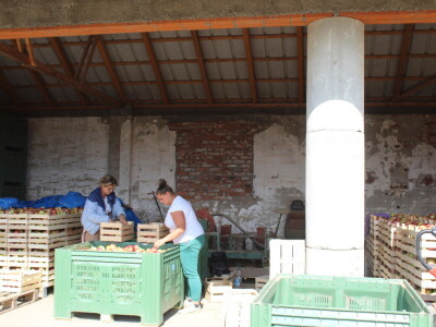 Voćnjak OPG-a Miroslava Kolića i PO Crovita Jarmina