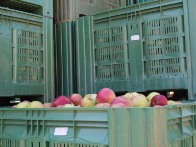 Voćnjak OPG-a Miroslava Kolića i PO Crovita Jarmina