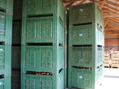 Voćnjak OPG-a Miroslava Kolića i PO Crovita Jarmina