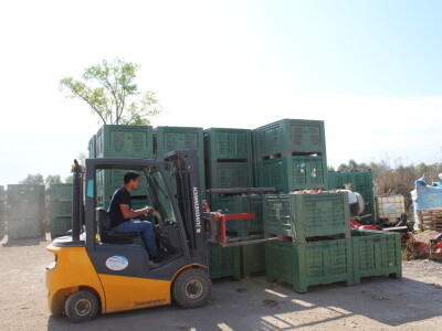 Voćnjak OPG-a Miroslava Kolića i PO Crovita Jarmina