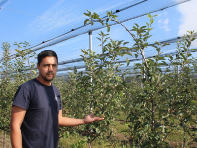 Voćnjak OPG-a Miroslava Kolića i PO Crovita Jarmina