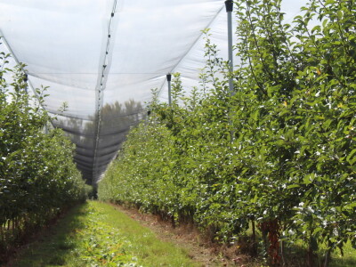 Voćnjak OPG-a Miroslava Kolića i PO Crovita Jarmina