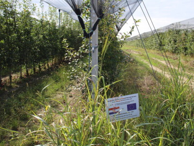 Voćnjak OPG-a Miroslava Kolića i PO Crovita Jarmina