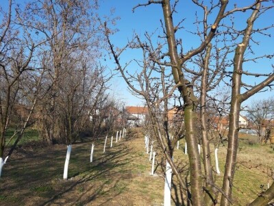 Voćnjak - pupoljci Voćnjak - pupoljci