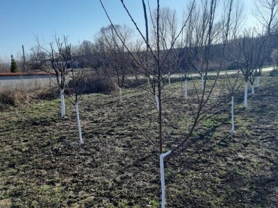 Voćnjak - pupoljci Voćnjak - pupoljci