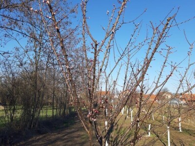 Voćnjak - pupoljci Voćnjak - pupoljci