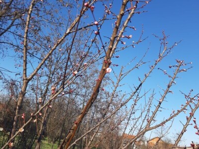 Voćnjak - pupoljci Voćnjak - pupoljci