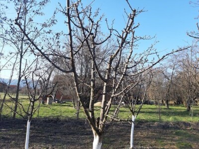 Voćnjak - pupoljci Voćnjak - pupoljci