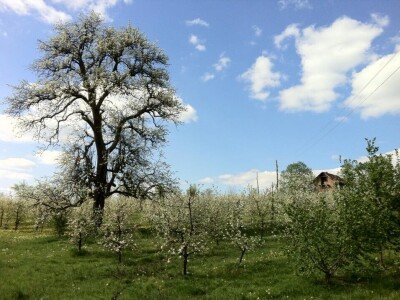 Voćnjak Ruže Maune Bošnjak