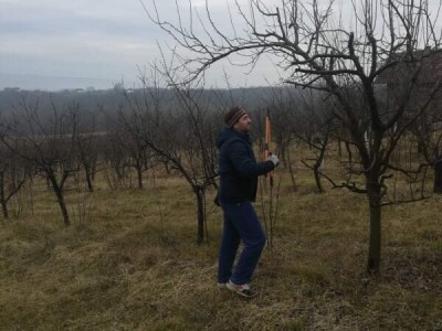Voćnjak Ruže Maune Bošnjak
