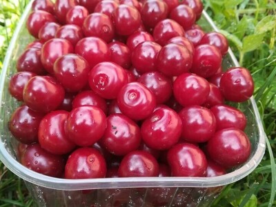 Voćnjak Ruže Maune Bošnjak