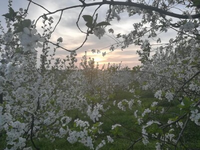 Voćnjak Ruže Maune Bošnjak