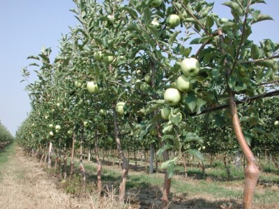 Nasadi jabuka prije desetak godina