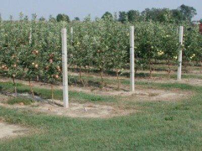 Nasadi jabuka prije desetak godina