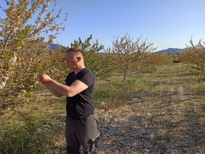 Voćnjak višnje maraske u Šestanovcu Voćnjak višnje maraske u Šestanovcu