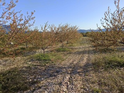 Voćnjak višnje maraske u Šestanovcu Voćnjak višnje maraske u Šestanovcu