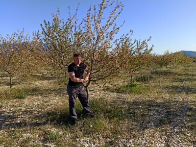 Voćnjak višnje maraske u Šestanovcu Voćnjak višnje maraske u Šestanovcu