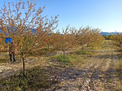 Voćnjak višnje maraske u Šestanovcu