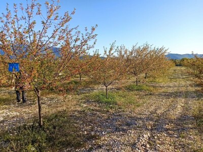 Voćnjak višnje maraske u Šestanovcu Voćnjak višnje maraske u Šestanovcu